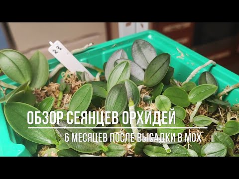 Видео: Обзор сеянцев орхидей, спустя полгода после размытия фласки. Мои собственные гибриды.