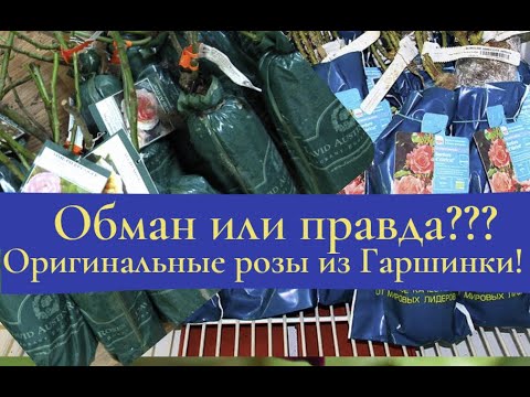 Видео: Обман или правда??? Оригинальные розы из Гаршинки.