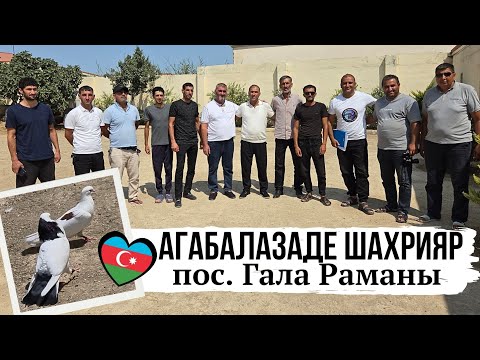 Видео: ОТЛИЧНЫЕ ШЕЙКИ❗️Агабалазаде Шахрияр, пос. Гала Раманы | Клуб бакинских голубей 2025г.