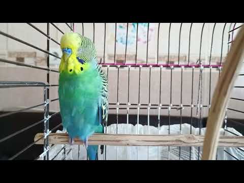 Видео: СЧАСТЛИВЫЙ ВОЛНИСТЫЙ ПОПУГАЙ! Идеальный звук для одиноких попугаев! Звук попугая