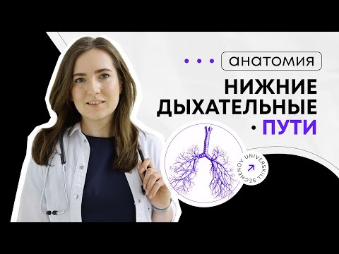 Видео: Нижние дыхательные пути | Бронхиальное дерево