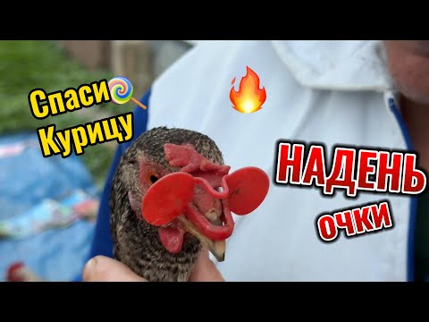 Видео: СПАСИ КУРИЦУ - надень очки 