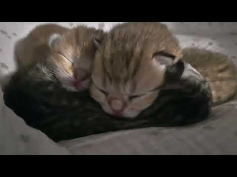 Видео: Шанелька недоедает? А котята?