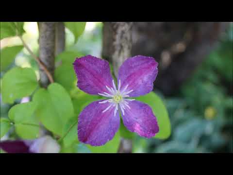 Видео: Мои клематисы. Лето 2024.