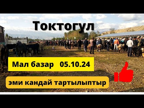 Видео: Бугунку мал базар ( Токтогул )05.10.2024