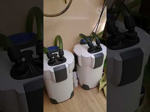 Видео: Колко рибки да отглеждаме в аквариумите?Кое е здравословно?