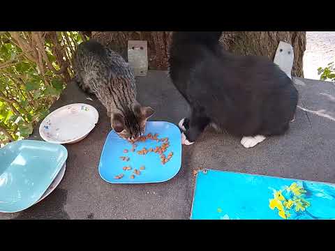 Видео: НАШИ МАЛЫШАТА!💜😻В КАФЕ ВСЕ НАКОРМЛЕНЫ!🌳🍗😋МОЯ ЗАКУПОЧКА!🥚🥩🫖