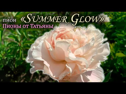 Видео: Пион "Summer Glow"