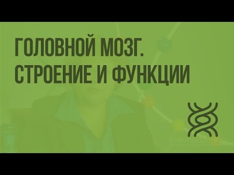 Видео: Головной мозг. Строение и функции. Видеоурок по биологии 8 класс