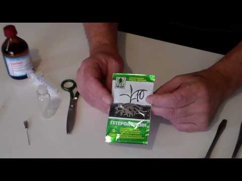 Видео: Гетероауксин Приготовление раствора.