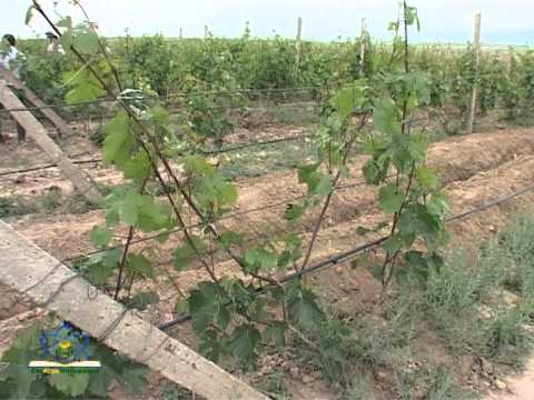 Видео: Капельное орошение (часть 1)