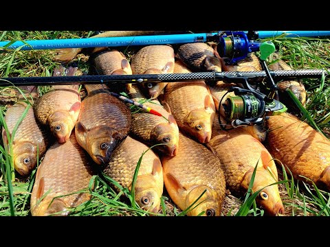 Видео: КРУПНЫЕ КАРАСИ В КАМЫШАХ РАННИМ УТРОМ!!ЛОВЛЯ КАРАСЯ НА ЧЕСНОК.РЫБАЛКА НА ПОПЛАВОК В МАЕ.