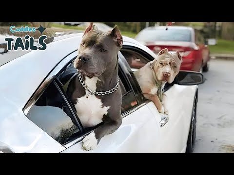 Видео: Самые смешные видео с собаками за неделю 🤣 | Можно ли смотреть без смеха?