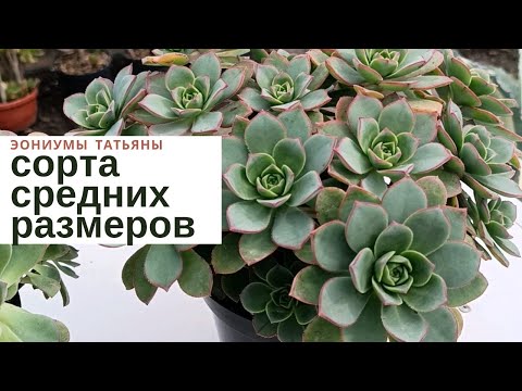 Видео: №225 Сорта эониумов средних размеров в моей коллекции