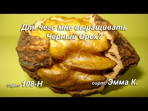 Видео: Для чего мне выращивать Черный Орех
