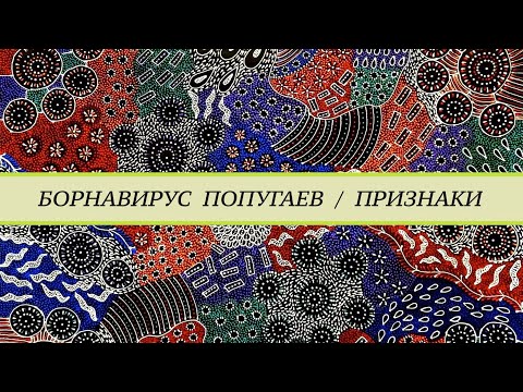 Видео: Борнавирус попугаев (AGN, ABV, PDD, macaw waste disease). Клинические признаки. Проявление болезни.