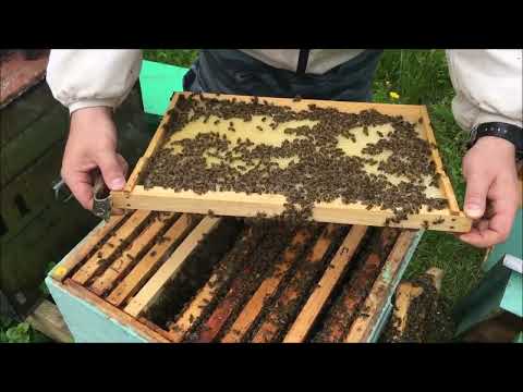 Видео: Рутина на пасеке: ставлю 2ой курпус, расширяю вощиной, проверяю трутневый расплод, спасаю пчел
