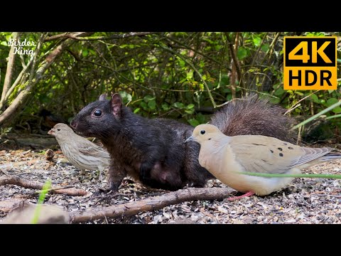 Видео: кошка тв 😺❤️ Красивые птицы и белки на заднем дворе 🐦 8 часов (4K HDR)