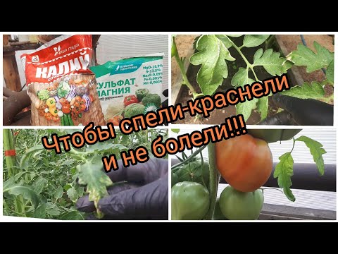 Видео: Подогнать к спелости томаты и поддержать баланс в питании.