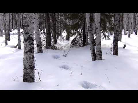Видео: Белая тропа  часть 3