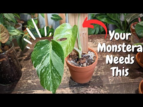 Видео: Добавьте опору для более крупных листьев монстеры.