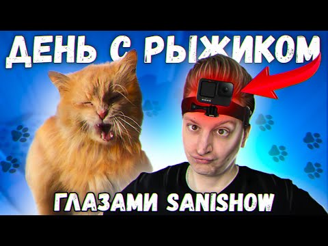 Видео: Один день с рыжим котом моими глазами / SANI vlog