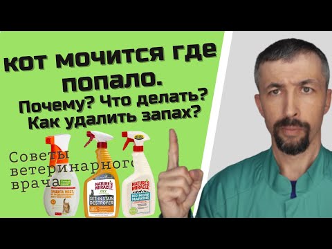 Видео: Кот ссыт везде