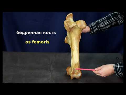 Видео: бедренная кость и коленная чашечка
