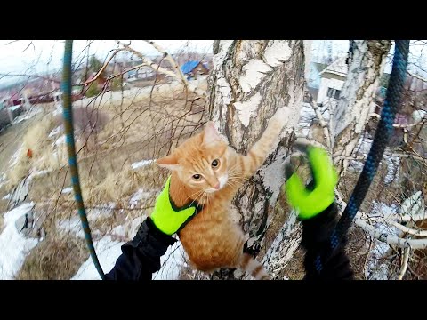 Видео: Тишу дома очень любят, Тишу дома очень ждут