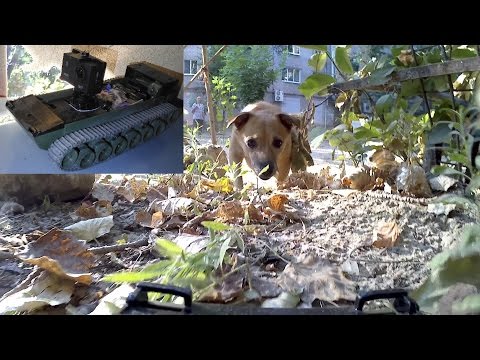 Видео: Нападение собаки на гусеничный дрон / или как я дурачусь