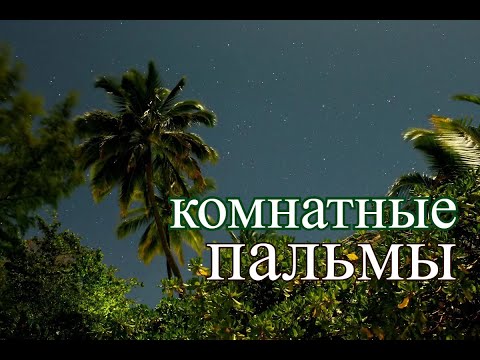 Видео: Виды пальм и уход.