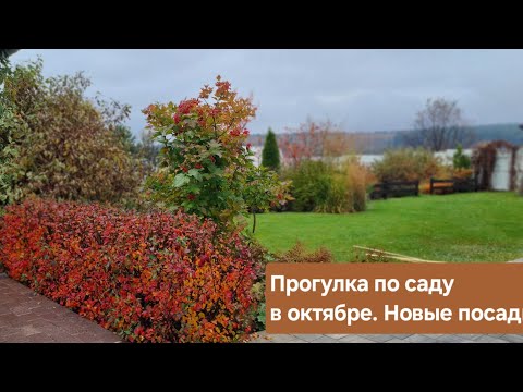 Видео: Обзор сада, октябрь 2025. НОВЫЕ ПОСАДКИ.