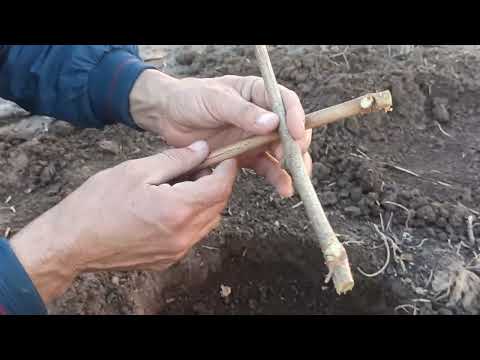 Видео: Шинондани қаламчаи ангур,дар фасли зимистон,дар ҷои доимӣ.