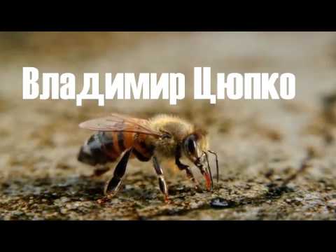 Видео: Супер броня для маточников, деление семьи на пол лета 2 часть...