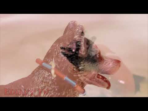 Видео: Schleich клип "Типичная вечеринка в бассейне" Пошлая Молли ⚠️Смотри описание⚠️