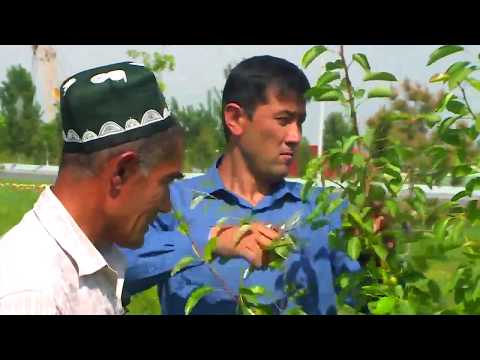 Видео: Интенсив нок дарахтига ёзги шакл бериш (Зеленая обрезка)