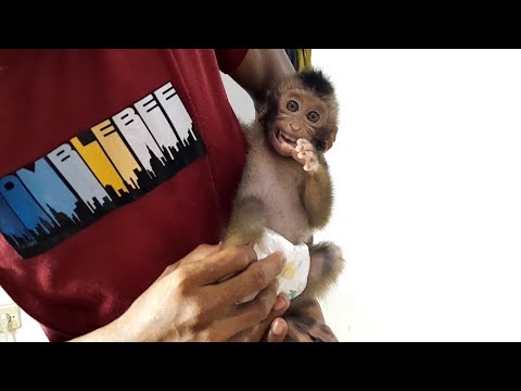 Видео: НЕ ПЫТАЙТЕСЬ ПРИРУЧИТЬ ДИКИХ ОБЕЗЬЯН!!! ЭТО РИСКИ