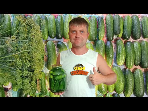 Видео: Вкусные хрустящие огурчики. Огурцы на зиму самый вкусный рецепт. Вкусные огурцы, хрустящие.