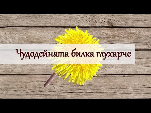 Видео: Чудодейната билка Глухарче