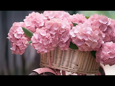 Видео: Когда выгонять  крупнолистные гортензии на черенок и на 8 марта?