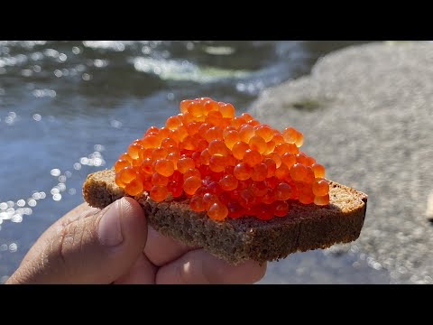 Видео: Рыбалка 2021. Рыбалка на кижуча на камчатке. Рыбалка на камчатке