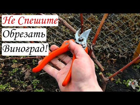 Видео: Не спешите брать СЕКАТОР! Обрезка Винограда