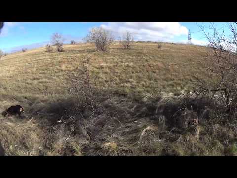 Видео: Охота на зайца с Сайги 12.#СтепнаяТропа