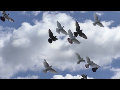 Видео: Сильный ветер 💨 но голуби 🕊🕊🕊 прорвались в небеса 🌤