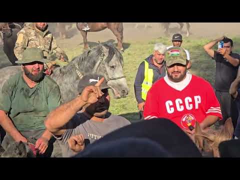 Видео: Бузкаши Раменское район деревни рыбалова 14 09 2025