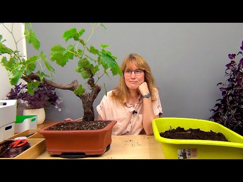 Видео: Бонсай из винограда (ч.1).