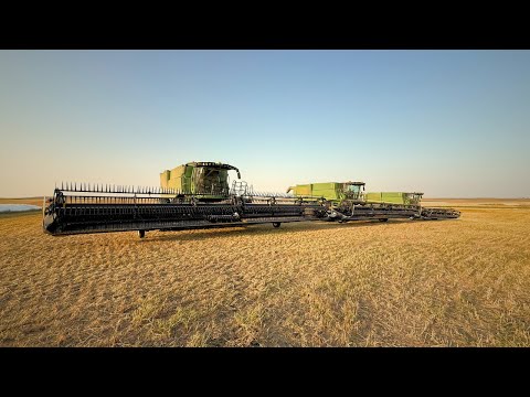 Видео: Последний день сбора урожая пшеницы 2025 года