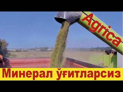 Видео: 2 марта сув бердим холос, минерал ўғит солмадим, ҳосилдорлигини ўзингиз кўринг