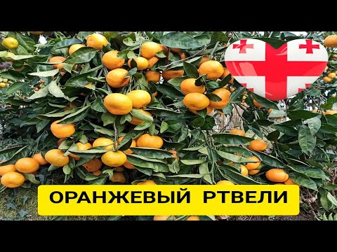 Видео: СБОР МАНДАРИНОВ В АДЖАРИИ. ГРУЗИЯ.