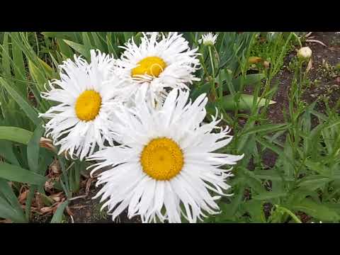 Видео: Лилии. Обзор сортов. Старые видео 2020год